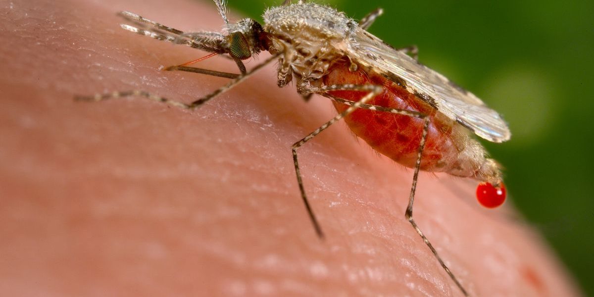 Vector Borne Diseases