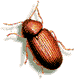 Drugstore Beetle