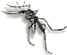 mosquito