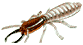 termite