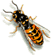 wasp