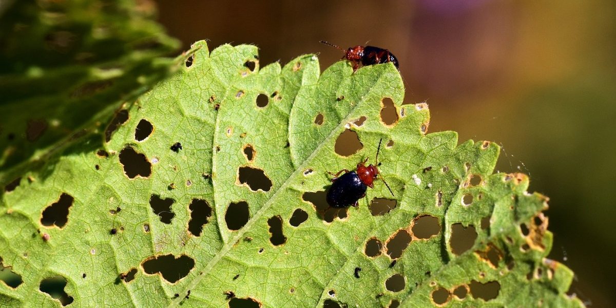 Pest control industry