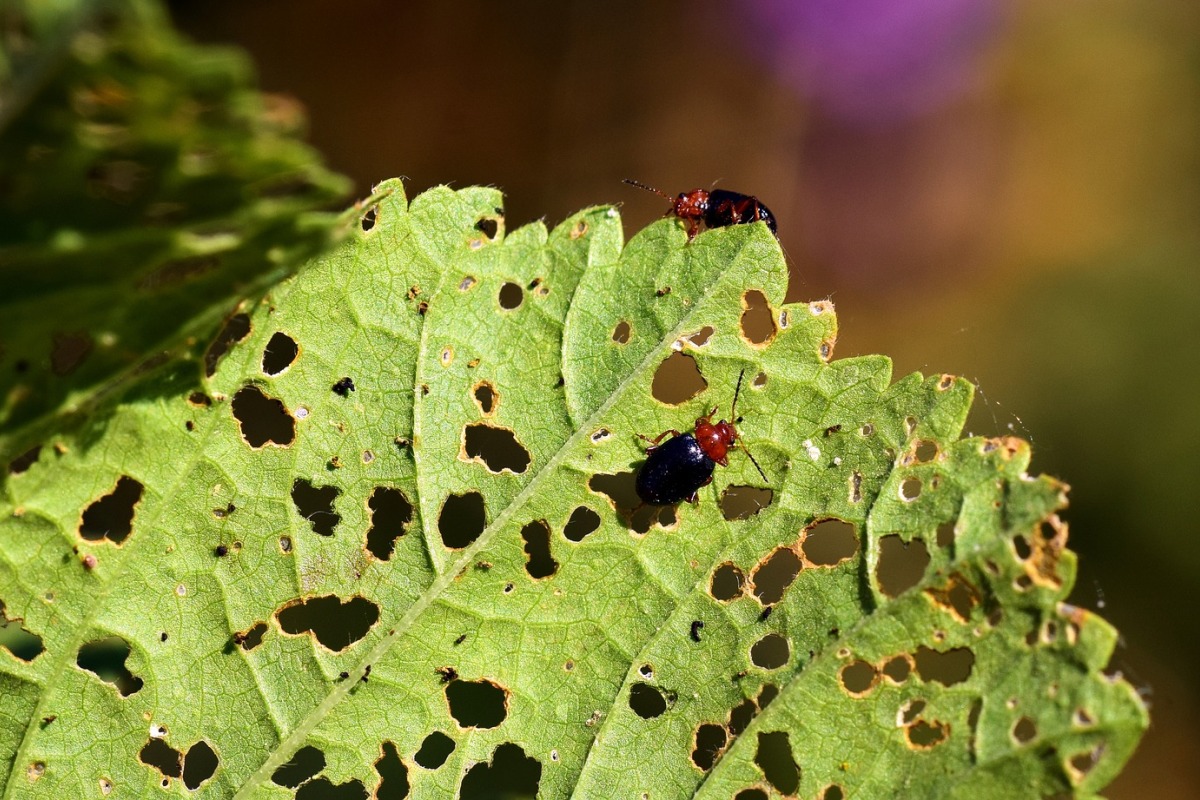 Pest control industry