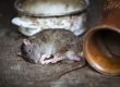 New York rat
