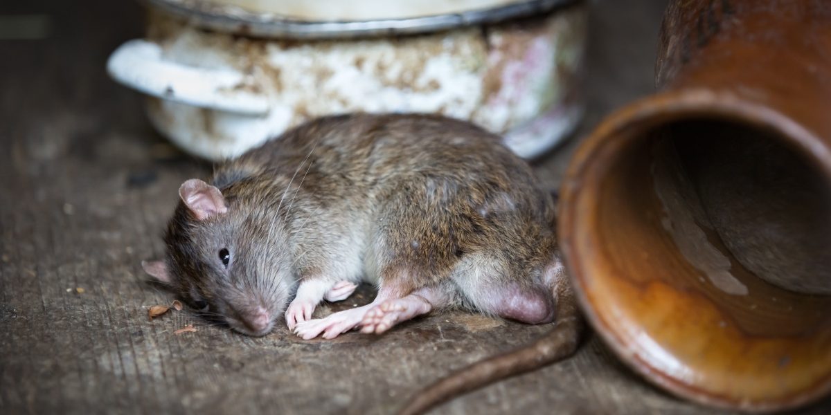 rat-2519097 New York rat