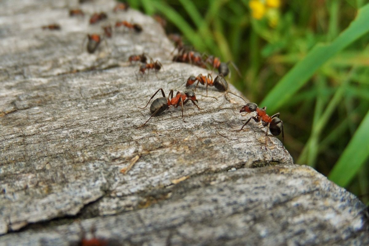 National Workshop on Ants and their Management